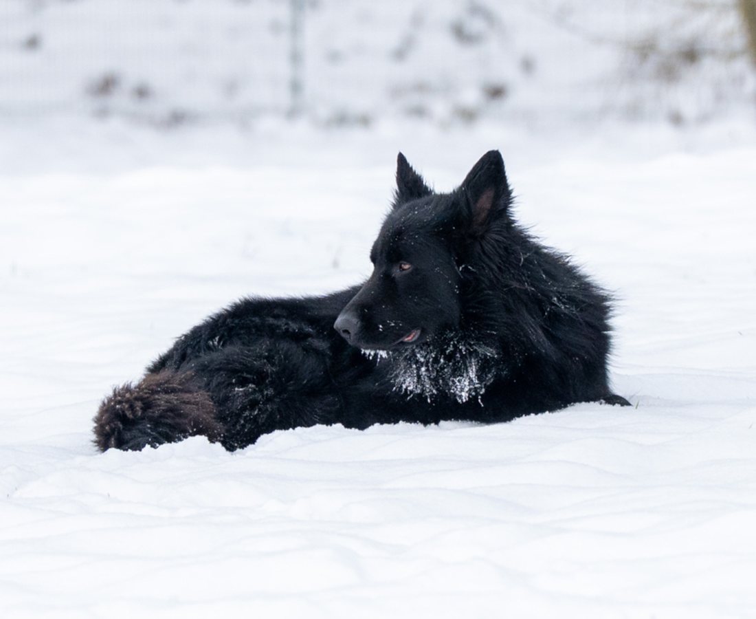 Altdeutscher Schäferhund à poil long de l'élevage du Domaine des Orgeries