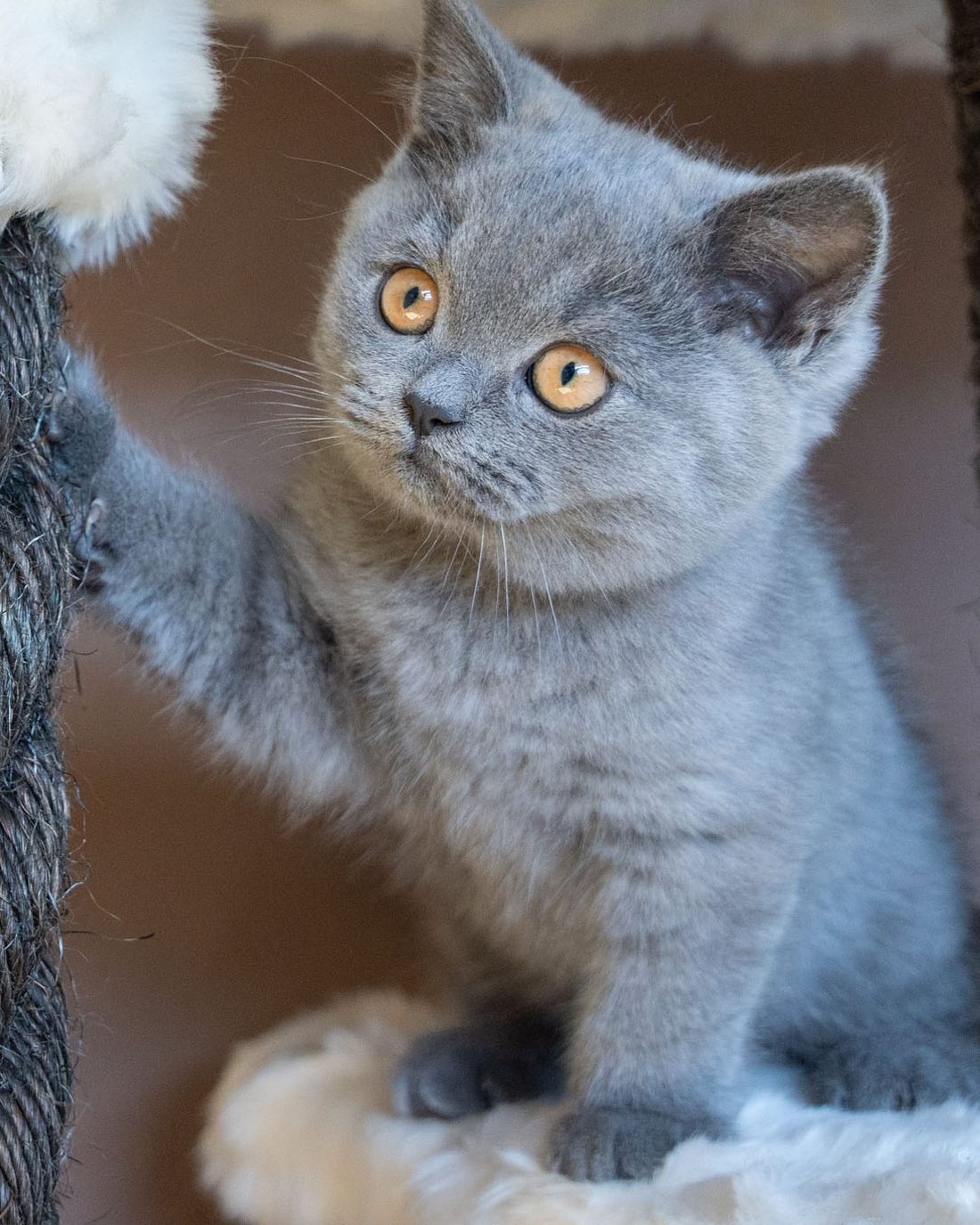 British Shorthair gris aux yeux cuivrés — Domaine des Orgeries