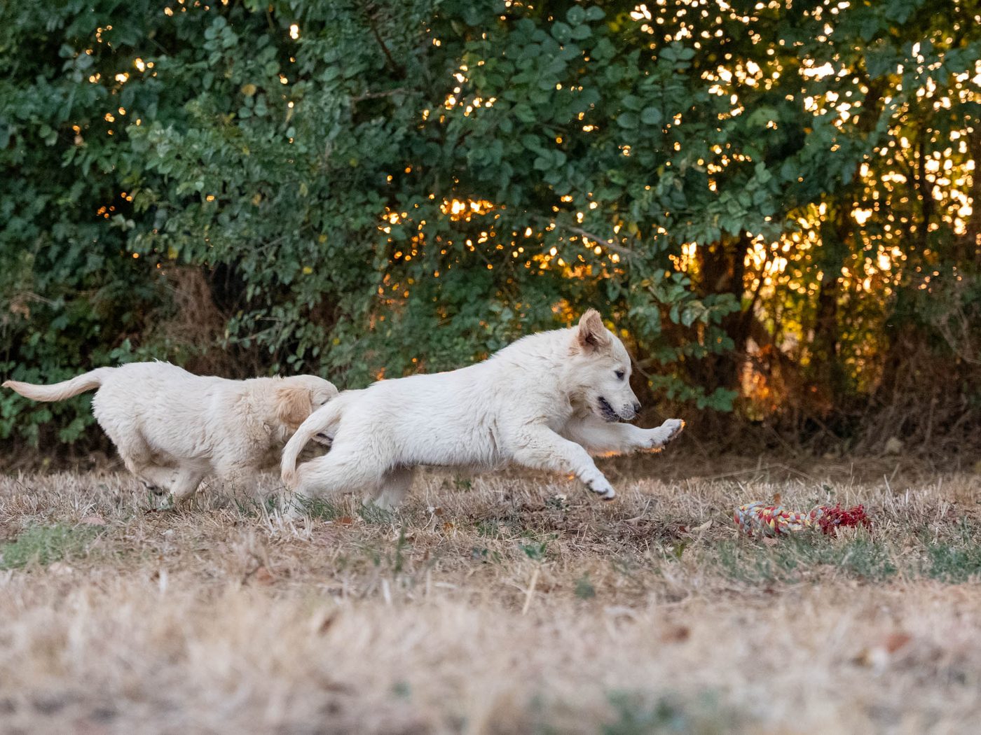 Deux chiots Golden Retriever jouant au crépuscule — élevage familial en Mayenne