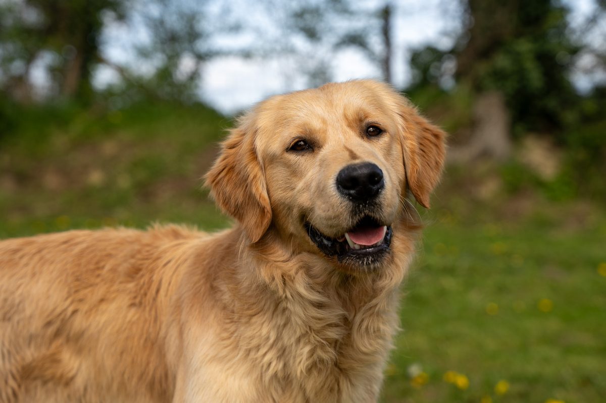 Golden Retriever de l'élevage du Domaine des Orgeries en Mayenne