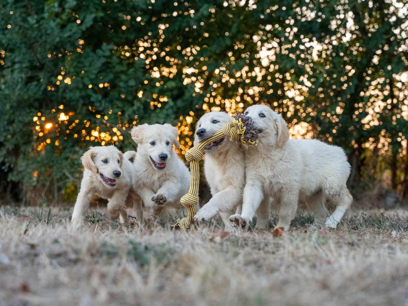 Portée de chiots Golden Retriever au jeu du tir à la corde — Domaine des Orgeries