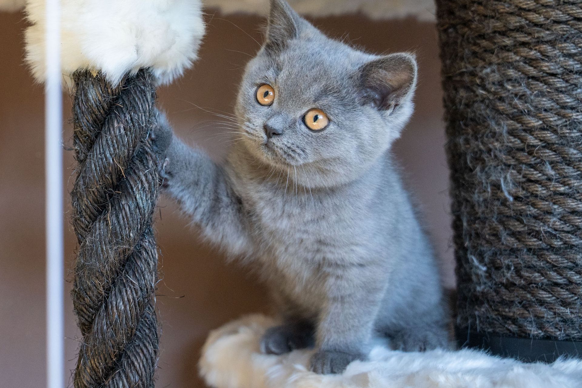 British Shorthair de l'élevage du Domaine des Orgeries en Mayenne