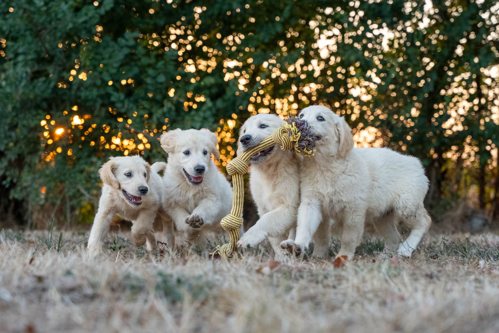 Portée de chiots Golden Retriever jouant dans la lumière du soir à l'élevage du Domaine des Orgeries en Mayenne