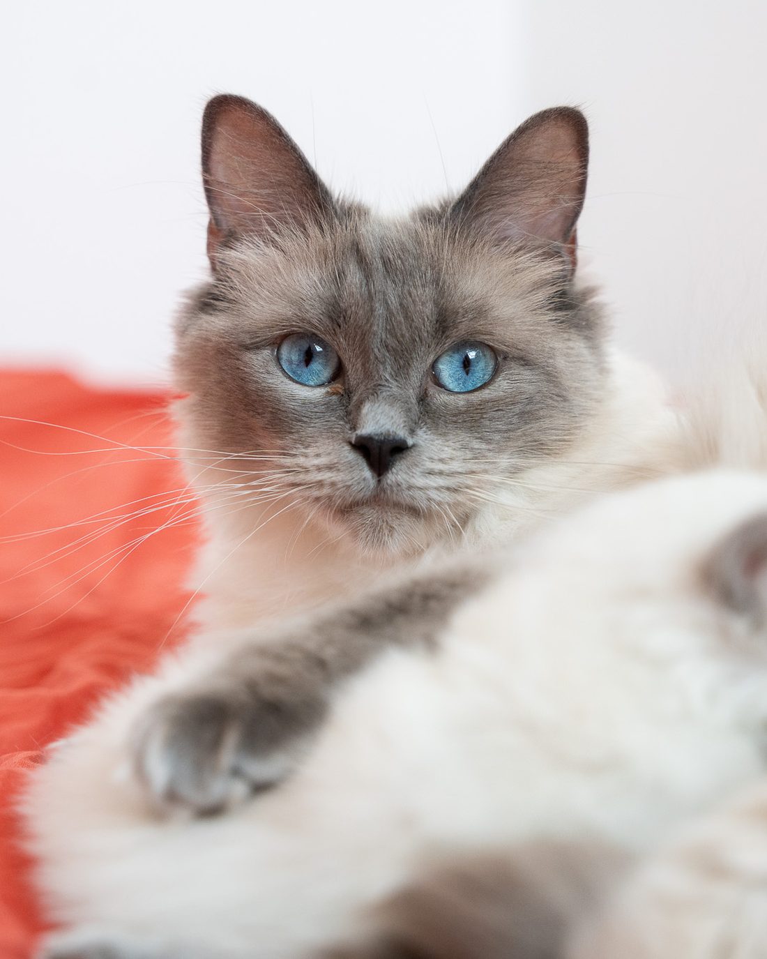 Chatte Ragdoll blue point et son chaton à l'élevage du Domaine des Orgeries en Mayenne