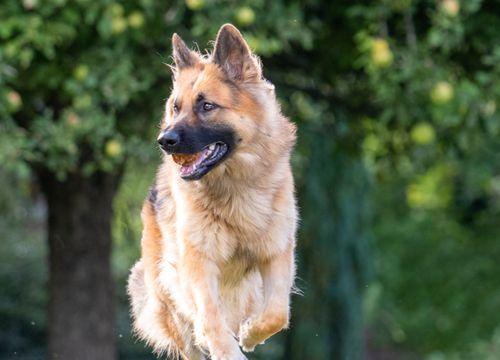 Altdeutscher Schäferhund — disponibilités à l'élevage du Domaine des Orgeries