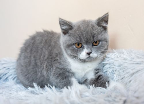 British Shorthair et Longhair — disponibilités à l'élevage du Domaine des Orgeries