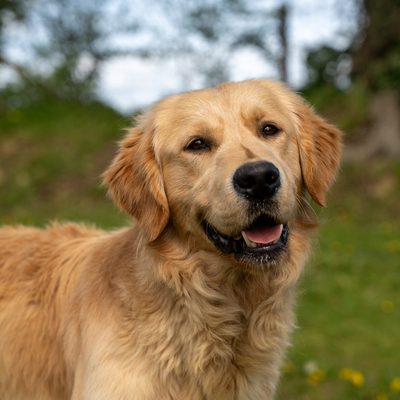 Golden Retriever — Domaine des Orgeries