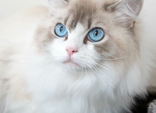 Ragdoll — disponibilités à l'élevage du Domaine des Orgeries