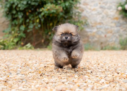 Spitz allemand — disponibilités à l'élevage du Domaine des Orgeries