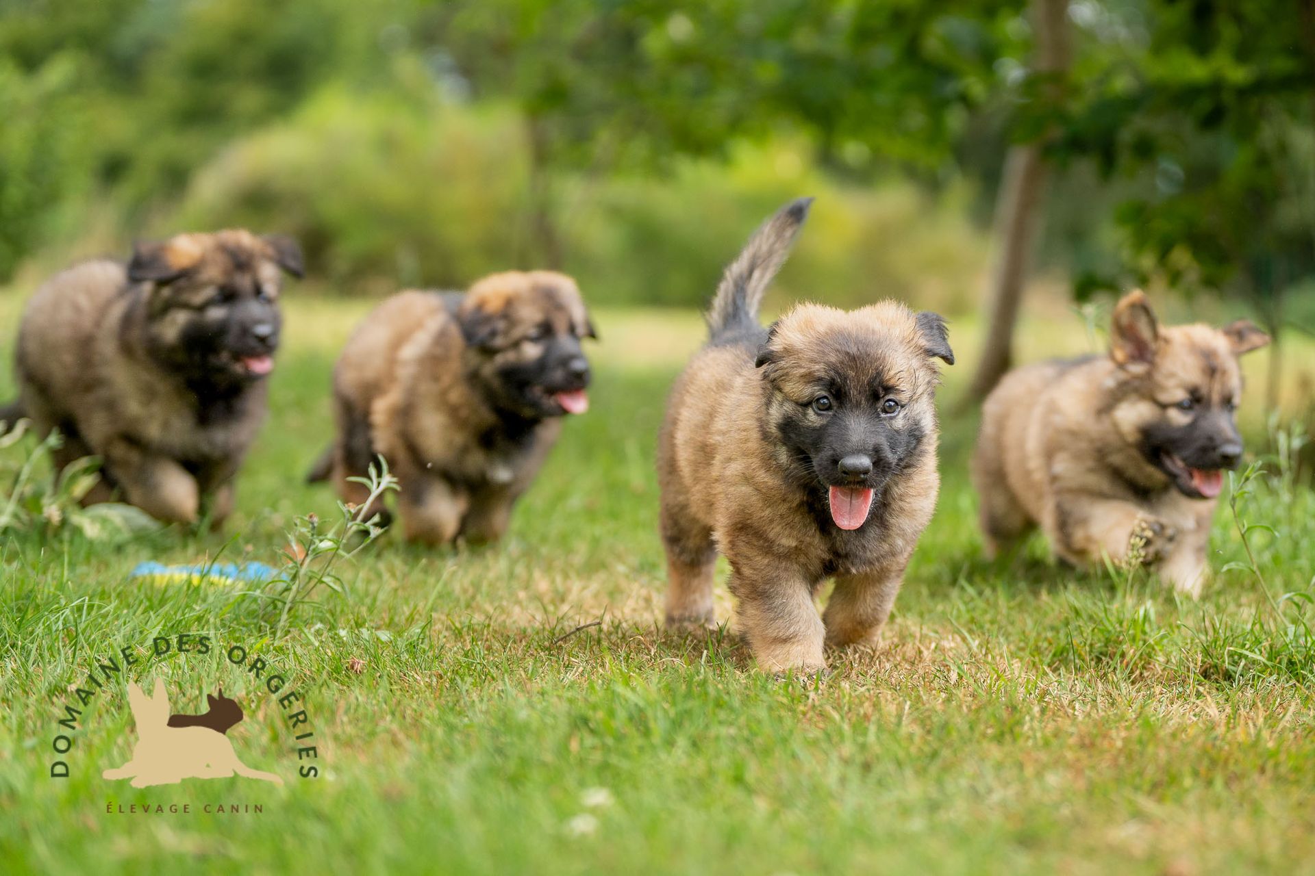 Chiots Altdeutscher Schäferhund courant dans l'herbe à l'élevage du Domaine des Orgeries en Mayenne